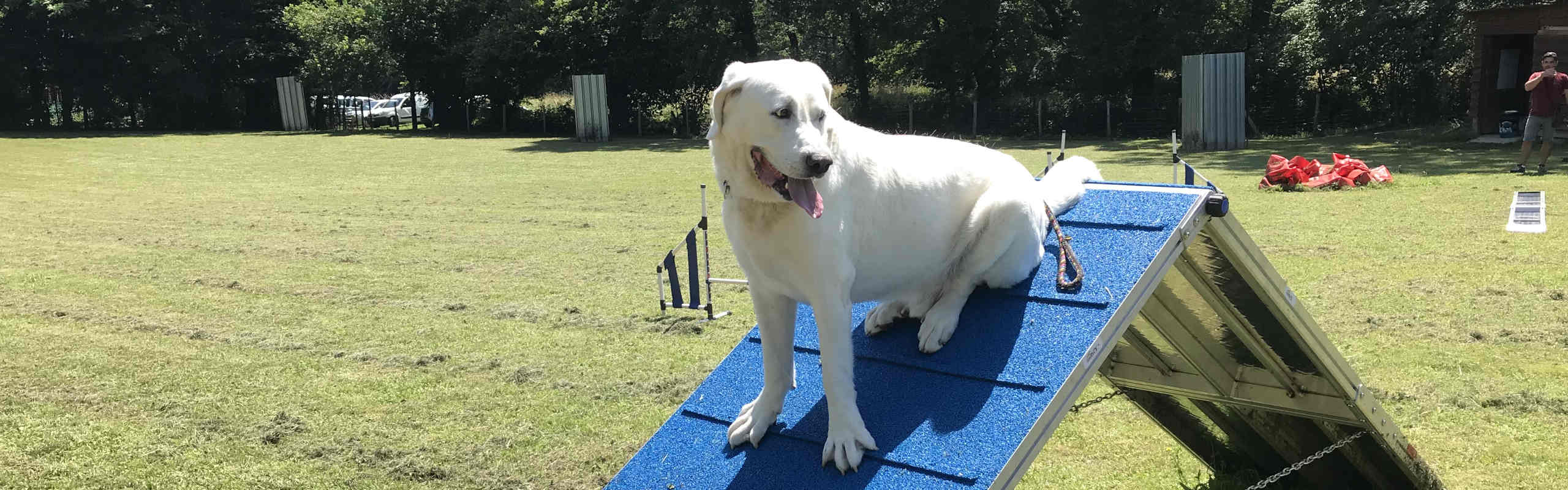 Éducation canine