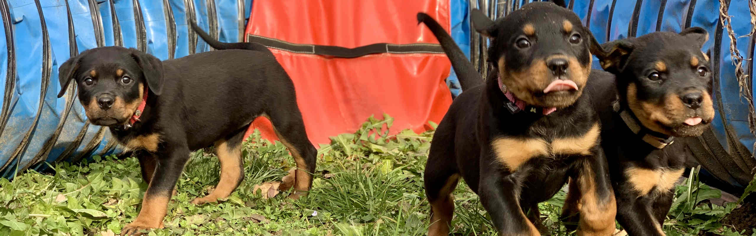 Élevage de Rottweiler