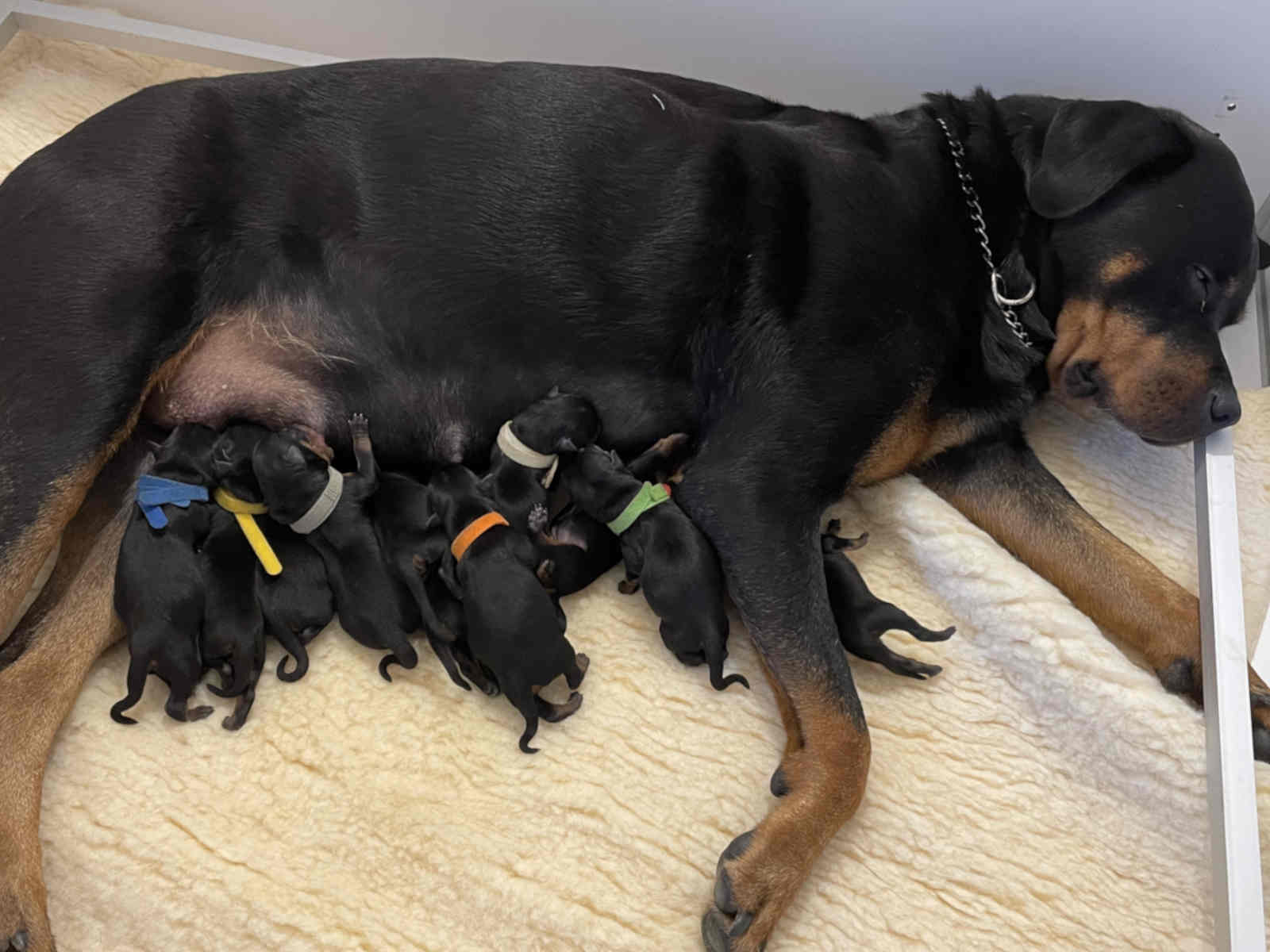 Élevage Rottweiler