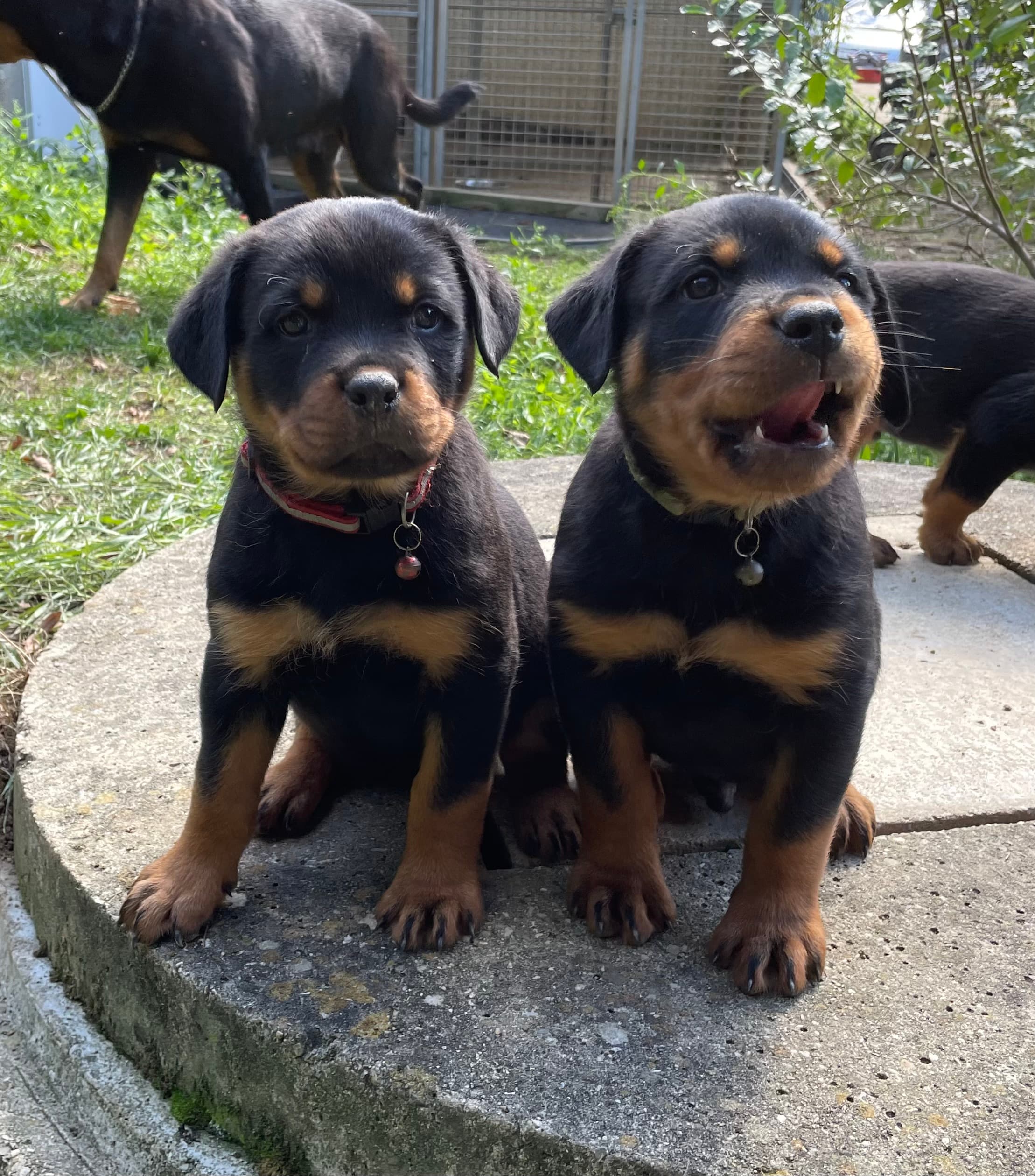 Élevage de Rottweiler