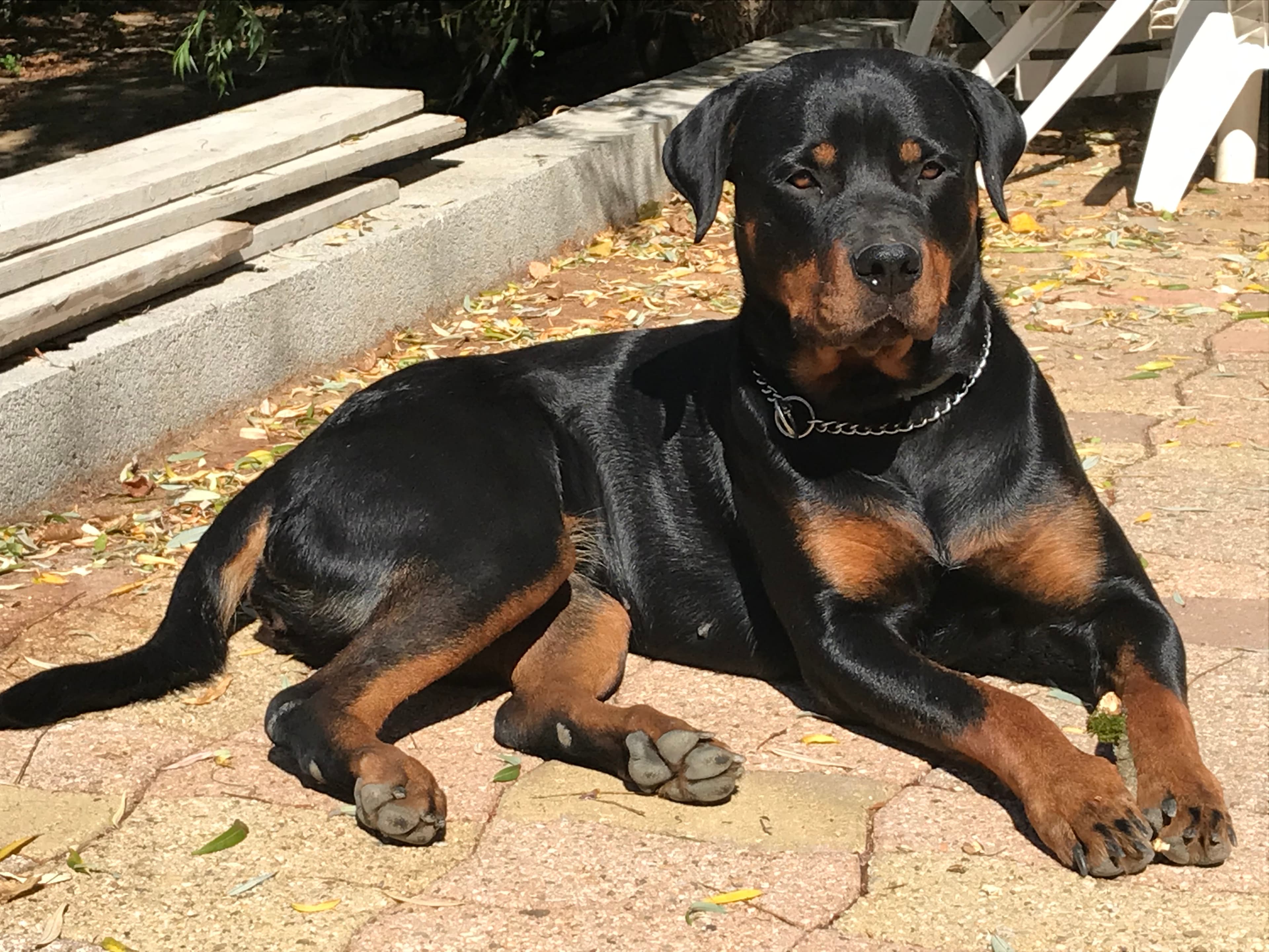 Odessa des gardiens du Garon - Femelle reproductrice Rottweiler