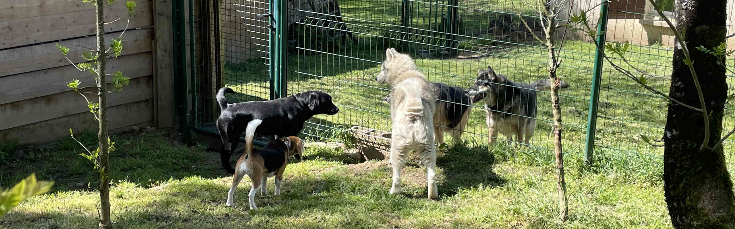 Garderie canine