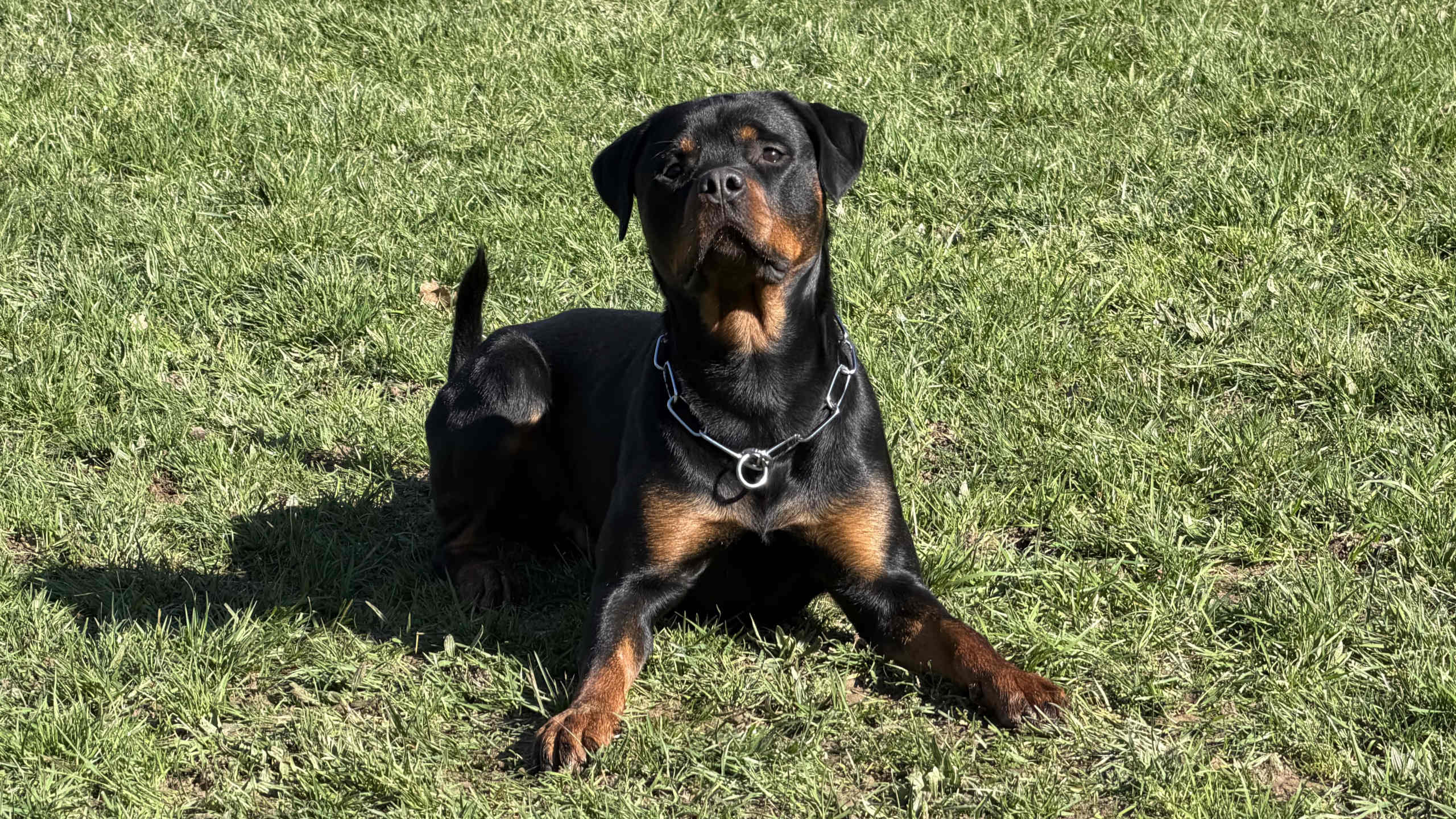 Chien dressé