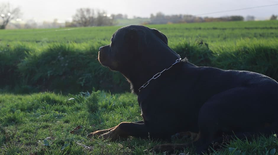 Chien peureux